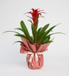 guzmania-pastel.jpg